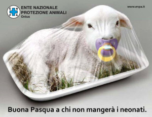 agnello