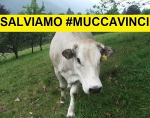 salviamo Mucca Vinci