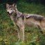 La Regione Toscana chiede di poter sparare ai lupi