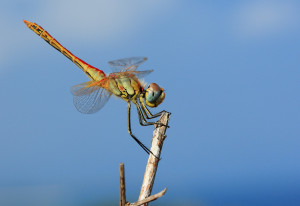 Libellula