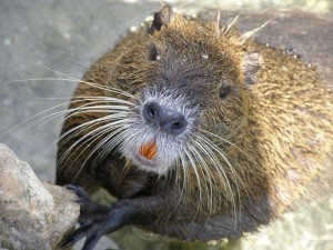 nutria-1