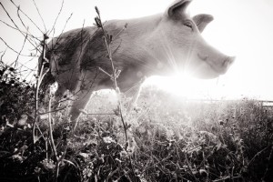 "Jane at sunset. Farm Sanctuary, New York, USA, 2012", by Jo-Anne McArthur