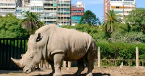 BuenosAires1_zoo_essereanimali-1200x627-1038x542