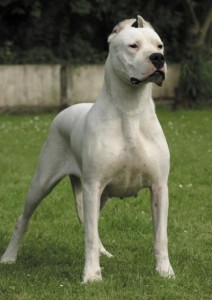 dogoargentino_O1