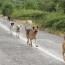 15/10/16 – Si fa presto a dire randagismo; l’etologia filosofica di Marchesini; il cineanimale di Emilio Maggio