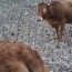 17/06/17 – “Vacche ribelli” in Liguria; casa-famiglia con animali; pellicce fuorilegge
