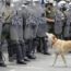 “No Pet”, uno sguardo diverso su cani e gatti / Roberta Marino intervista Davide Majocchi