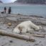 L’orso ucciso alle Svalbard da un turismo insensato e distruttivo