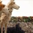 “Isle of Dogs”, i cani e la politica / Emilio Maggio sul film di Wes Anderson