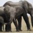 31/5/19 – La sperimentazione senza animali cresce; elefanti in pericolo in Botswana; la guerra dei cetacei