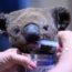 29/11/19 – Il clima torrido uccide i koala; boom degli antibiotici negli allevamenti; uccisero un  lupo, condannati