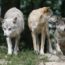 27/5/22 – Tremila lupi italiani; torna la lontra; allarme biodiversità