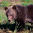 21/4/23 – La voglia di uccidere gli orsi e le proposte di chi si oppone; la plastica come nuovo habitat