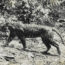 12/4/24 – Il ritorno (forse) della tigre di Giava; il Trentino immobile; al lavoro con cani e gatti