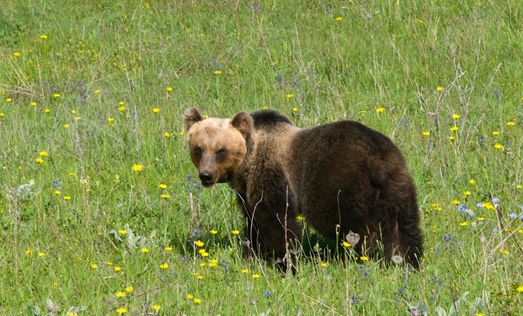 10/5/24 – L’esercito contro i selvatici; orso marsicano a rischio; il decalogo di riforme animaliste