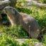 14/8/26 – Le marmotte non giocano più; sos elefanti; la coevoluzione umani-canidi