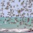 18/9/26 – Uccelli migratori minacciati; prodotti vegan in crescita; vite “nuove” nel Mar Artico