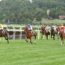 9/10/26 – L’oca non è un gioco; l’unico incidente è l’ippica; animali da compagnia oltre la vita